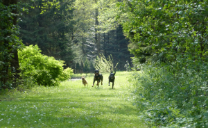 Hundepension Bassel - Umgebung