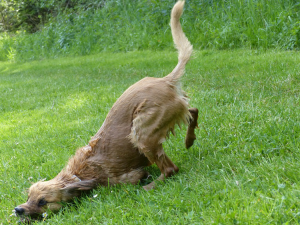 Hundepension Bassel - Umgebung