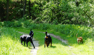 Hundepension Bassel - Umgebung