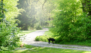 Hundepension Bassel - Umgebung