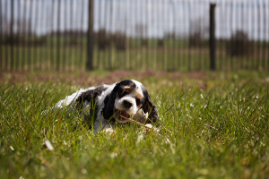 Hundepension Bassel Gasthund Sammy